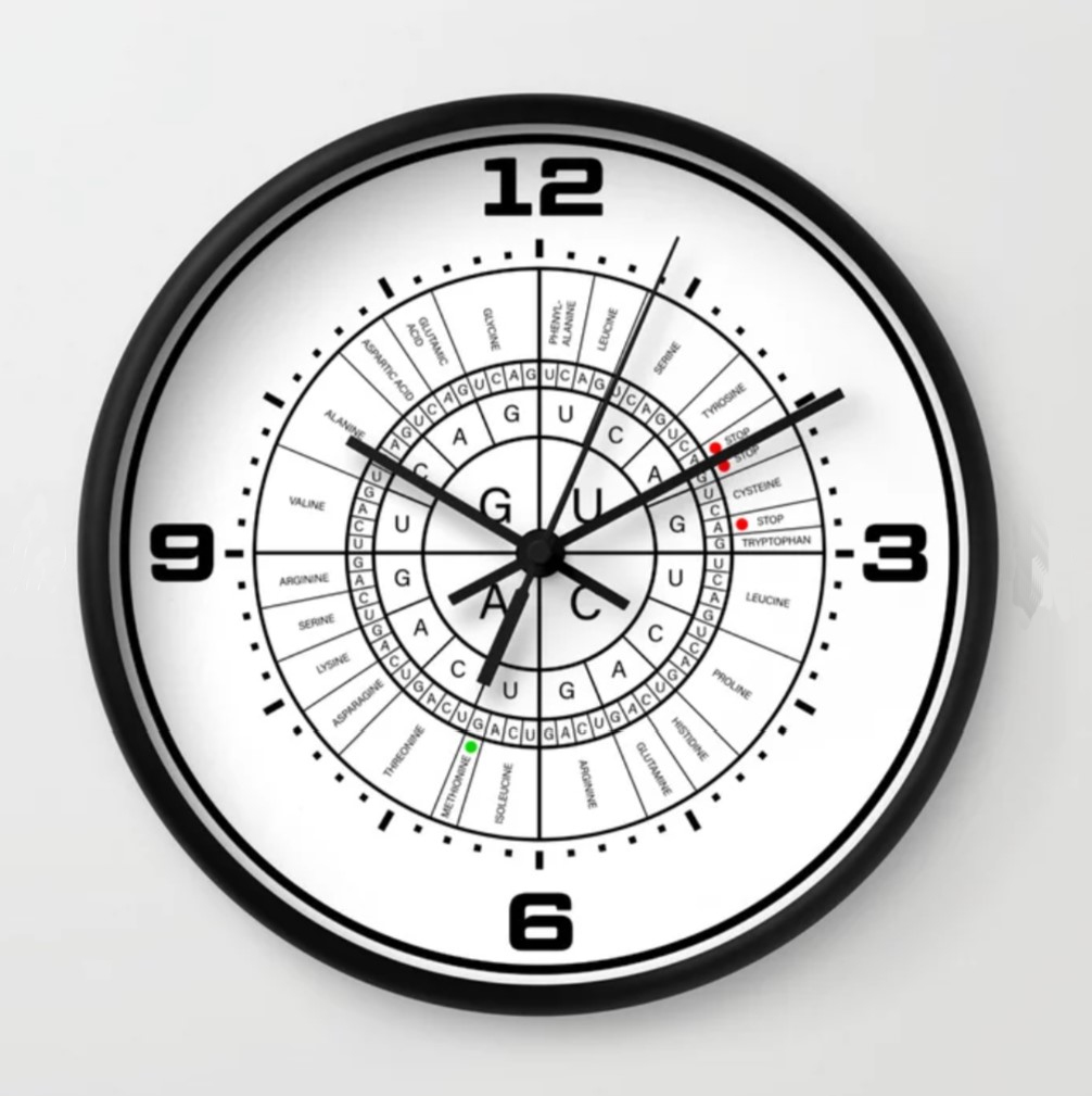 mRNA Clock><br>MRNA Codon Clock