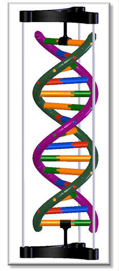 dna model parts