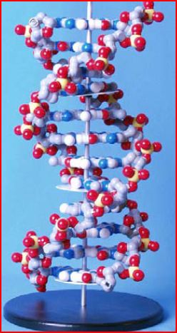 labeled dna models projects