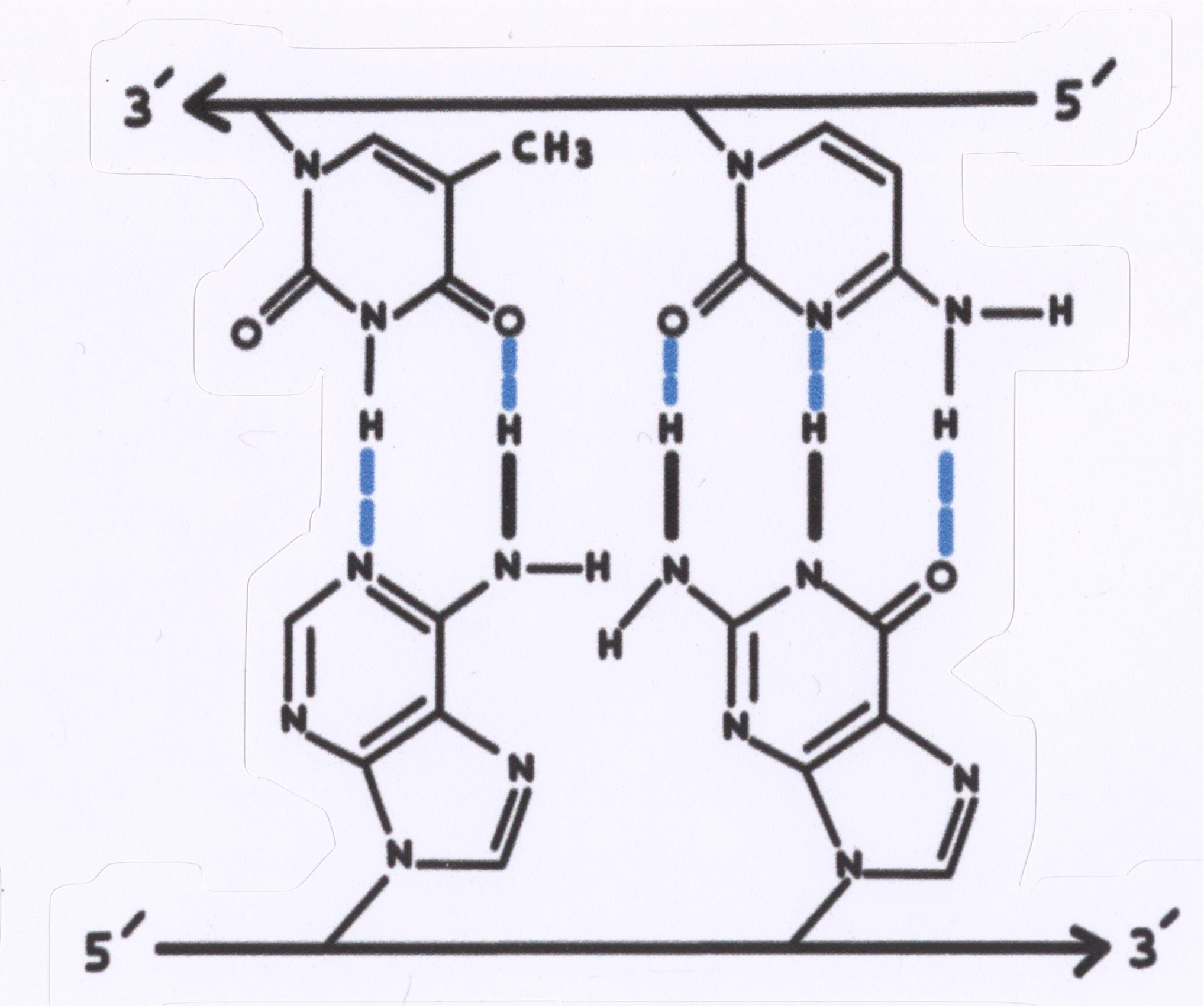 3' 5' DNA Sticker